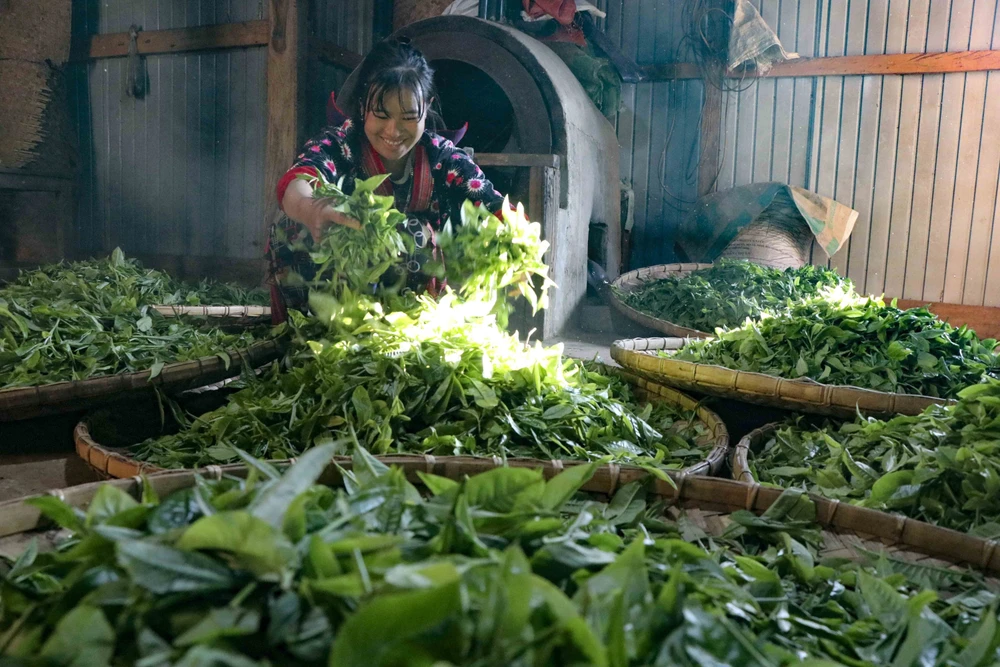 women-drying-tea-shan-tea-origin